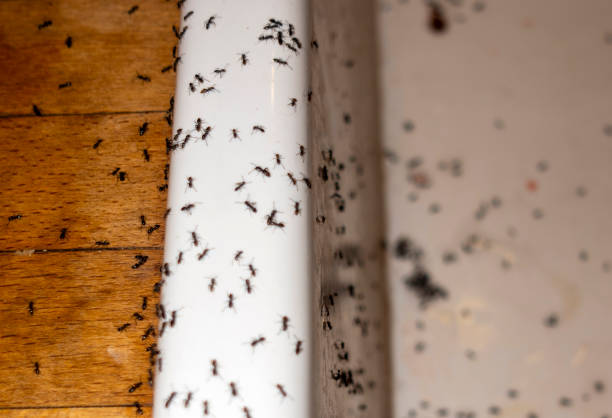 Wasp Removal Services in Vicksburg, MS